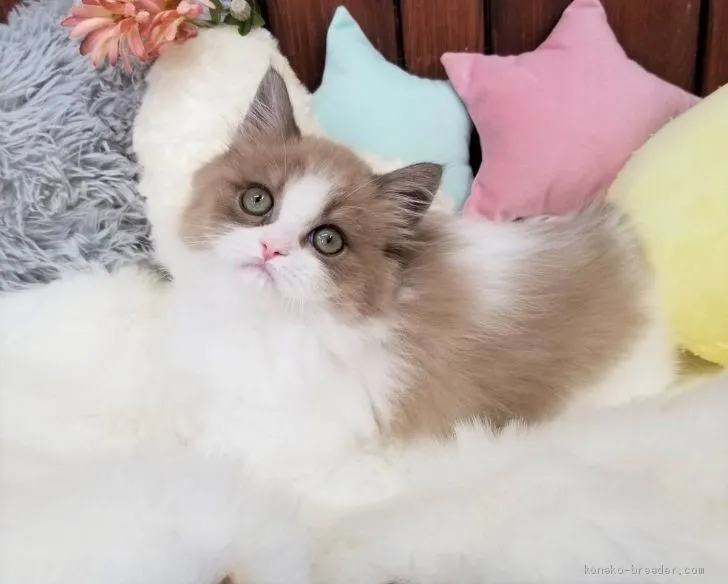 ID:2012-01835の子猫