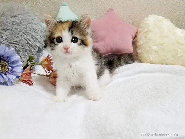 ID:2008-00242の子猫