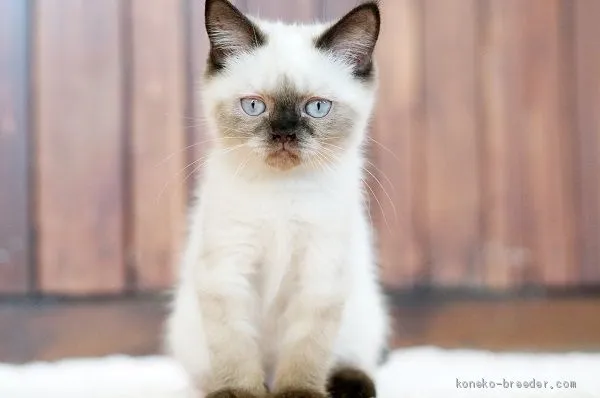 ID：1906-01497の子猫