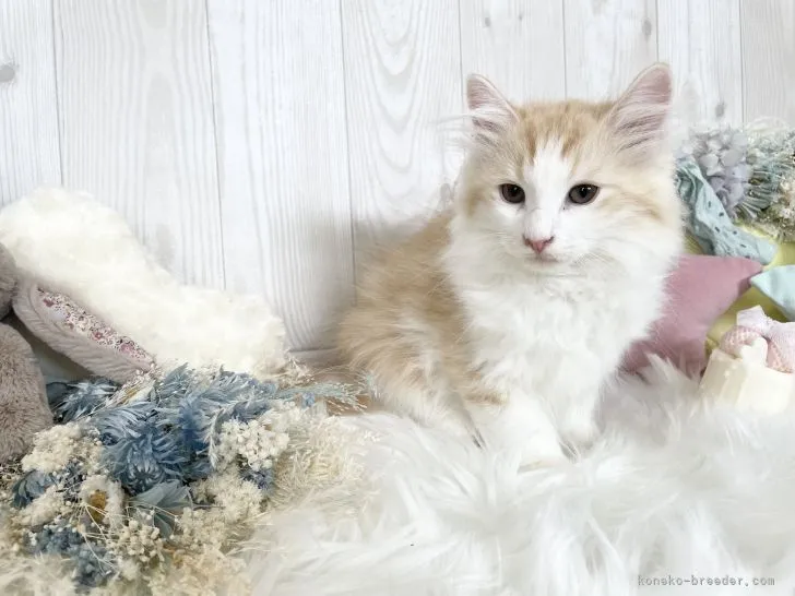 ID：2202-00944の子猫