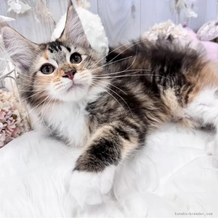 ID:2311-00802の子猫