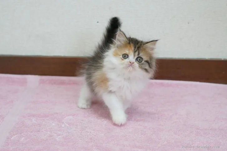 ID：2002-01403の子猫
