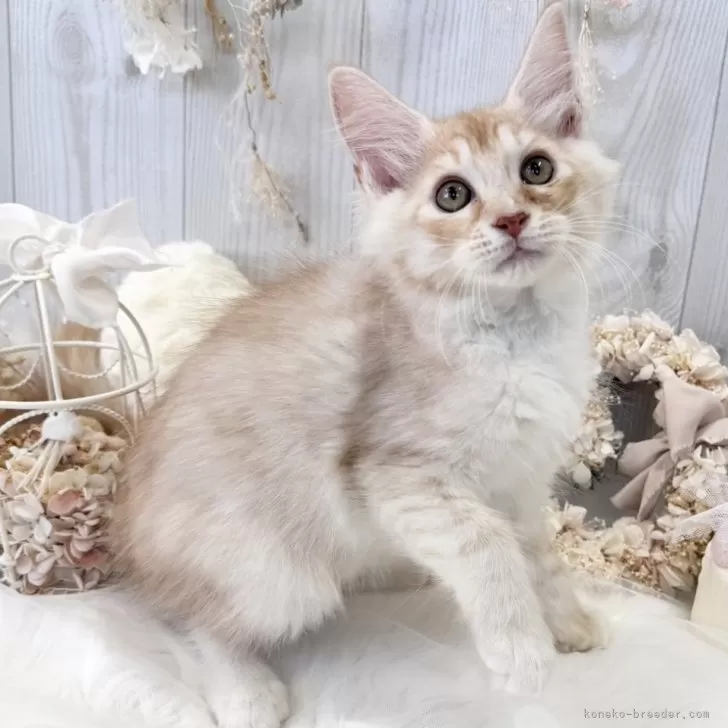 ID：2401-00884の子猫