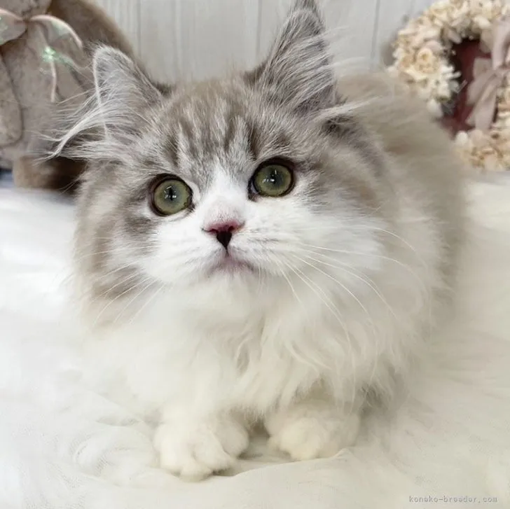 ID：2306-01199の子猫