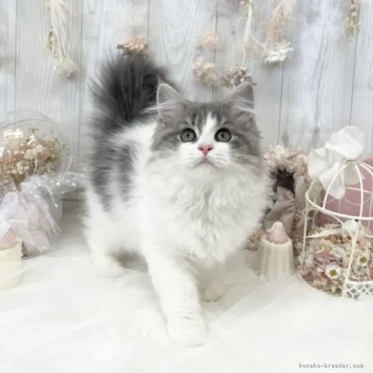 ID：2206-00496の子猫