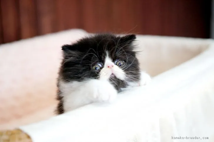 ID：1805-00711の子猫