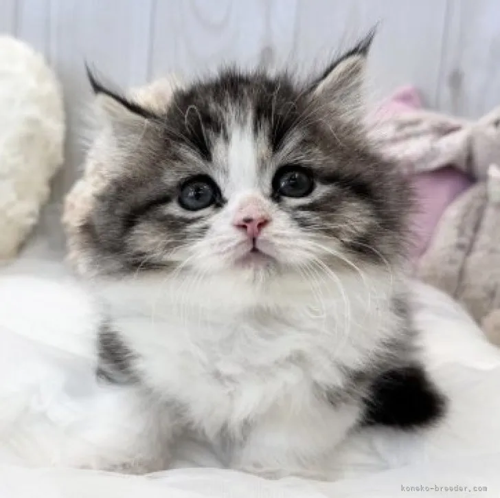 ID：2310-02931の子猫