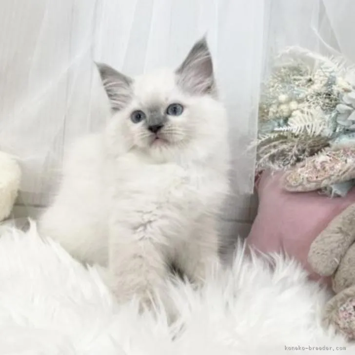 ID:2205-00903の子猫