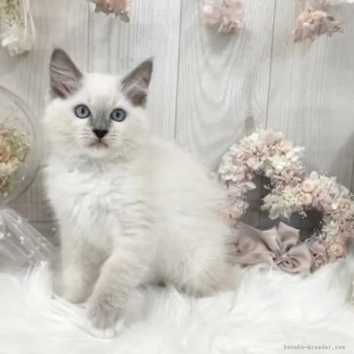 ID:2205-00901の子猫
