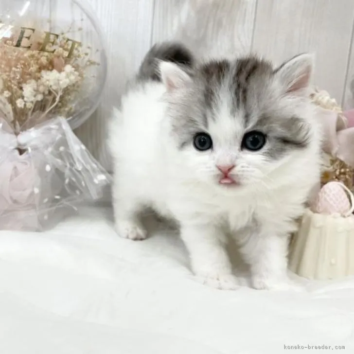ID：2211-02078の子猫