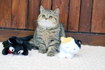 エキゾチックショートヘア【大阪府・女の子・2019年4月24日・ブラウンマッカレルタビー（短毛）】の写真「☆甘えん坊でとっても可愛い女の子☆」