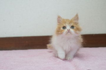 ペルシャ【大阪府・男の子・2020年1月2日・レッドタビーホワイト】の写真「☆毛量が多くもこもこで可愛い男の子☆」