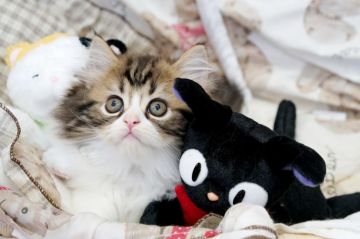 ペルシャ【大阪府・男の子・2019年6月4日・ブラウンタビーホワイト】の写真「☆もっふもふで可愛いブラウンタビーホワイトの子猫☆」