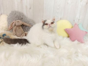 エキゾチックショートヘア【大阪府・男の子・2022年1月19日・ブルー&ホワイト】の写真「☆甘えん坊な男の子☆」