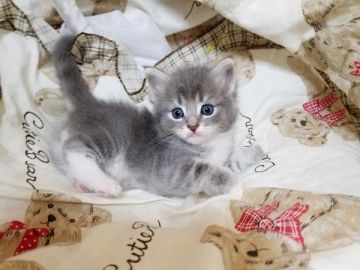 サイベリアン【大阪府・男の子・2020年6月3日・ブルータビーホワイト】の写真「☆綺麗な被毛に毛色！とびっきり可愛すぎる男の子☆」