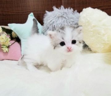 マンチカン(短足)【大阪府・男の子・2020年11月19日・シルバータビーホワイトバン（セミロング）】の写真「☆綺麗なハチワレの短足の男の子☆」