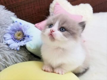 ミヌエット【大阪府・男の子・2020年11月28日・ライラックポイント】の写真「☆将来有望なハチワレの美形くん☆」