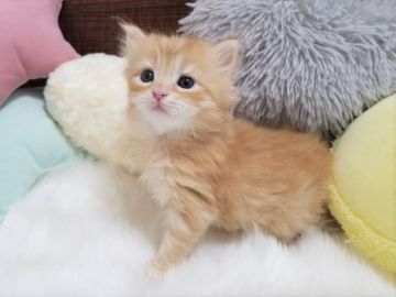 サイベリアン【大阪府・男の子・2020年12月21日・レッドタビーホワイト】の写真「☆ふわふわもこもこでとっても可愛いイケメンくん☆」