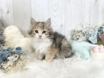 サイベリアン【大阪府・女の子・2022年2月22日・ブラウンパッチドタビー&ホワイト】の写真「☆お顔も毛色も可愛すぎるパーフェクトな女の子☆」