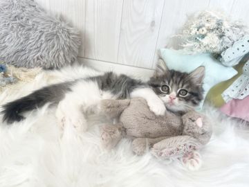 ミヌエット【大阪府・男の子・2022年3月18日・ブラウンタビー&ホワイト（ロングヘアー）】の写真「☆もふもふふわふわで甘えん坊の可愛い男の子☆」