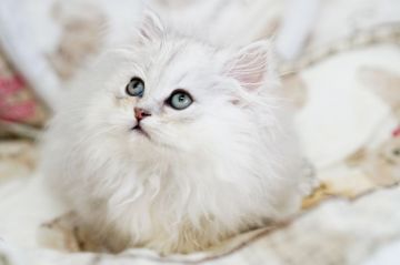 ペルシャ【大阪府・女の子・2019年8月19日・チンチラシルバー】の写真「☆目がクリクリで綺麗なチンチラシルバーの子猫☆」