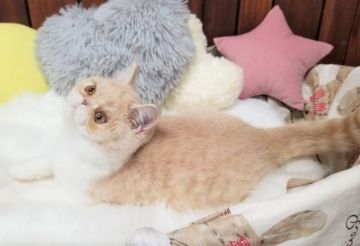 エキゾチックショートヘア【大阪府・男の子・2020年8月9日・クリームホワイト】の写真「愛嬌たっぷり！かわいい男の子」