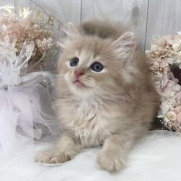 サイベリアン【大阪府・男の子・2022年7月19日・クリーム】の写真「☆フワフワふんわり綺麗なクリームの美少年くん☆」
