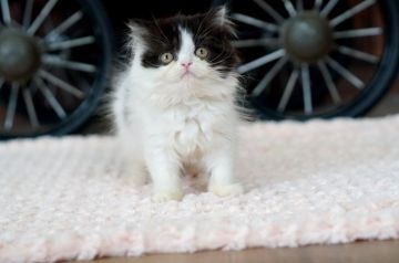 エキゾチックショートヘア【大阪府・女の子・2018年6月15日・ホワイト&ブラック(中毛)】の写真「綺麗な柄の可愛い女の子」