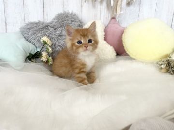 サイベリアン【大阪府・男の子・2021年4月26日・レッドタビーホワイト】の写真「☆濃いレッドのカラーのイケメン君☆」