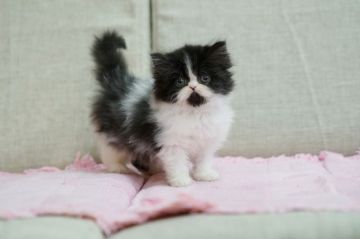 ペルシャ【大阪府・女の子・2019年2月19日・ブラック&ホワイト（長毛）】の写真「可愛いブラック＆ホワイトの女の子」