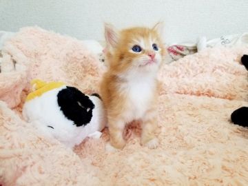 サイベリアン【大阪府・男の子・2020年6月19日・レッドタビーホワイト】の写真「☆ふわふわもこもこの可愛い男の子☆」
