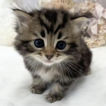 サイベリアン【大阪府・男の子・2023年1月6日・ブラウンタビー（トリプルコート）】の写真「☆まん丸大きなうるうるの瞳♡THE童顔ちゃん☆」