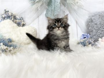 サイベリアン【大阪府・男の子・2021年7月5日・ブラウンタビー】の写真「☆左右対称の綺麗な毛色の入り方をしたイケメンくん☆」