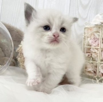 ラグドール【大阪府・男の子・2023年2月18日・ブルーポイントバイカラー】の写真「☆最高に美しいバイカラーのイケメン君です☆」