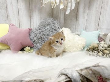 サイベリアン【大阪府・男の子・2021年4月26日・レッドタビーホワイト】の写真「☆お顔も毛色も可愛すぎる男の子☆」