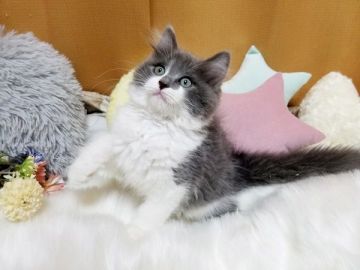 サイベリアン【大阪府・男の子・2020年6月3日・ブルーホワイト】の写真「☆綺麗な被毛の将来有望な美猫ちゃん☆」