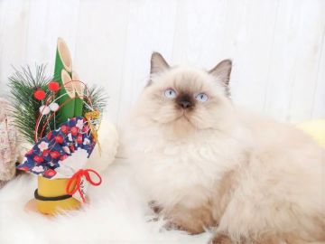 ヒマラヤン【大阪府・男の子・2021年8月11日・シールポイント】の写真「☆もふふわ！毛量多めの女の子k☆」