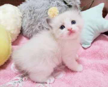 ラグドール【大阪府・男の子・2021年1月1日・ブルーポイントバイカラー（もふもふ、ふわふわの長毛）】の写真「☆綺麗な毛色に可愛いお顔の男の子☆」