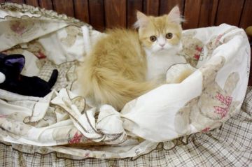 ペルシャ【大阪府・男の子・2018年11月20日・レッド&ホワイト】の写真「綺麗な毛色の可愛い子の猫」