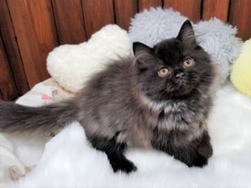 ペルシャ【大阪府・女の子・2020年8月30日・シルバースモークタビー】の写真「☆愛嬌たっぷり！珍しい毛色の女の子☆」