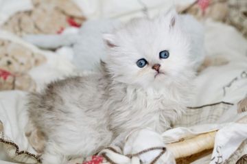 ペルシャ(チンチラ)【大阪府・女の子・2019年5月22日・チンチラシルバー（長毛）】の写真「☆もっふもふで綺麗なチンチラシルバーの子猫☆」