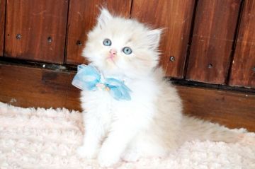 ペルシャ【大阪府・男の子・2019年7月19日・クリーム&ホワイト】の写真「☆もっふもふで綺麗なクリーム＆ホワイトの子猫☆」