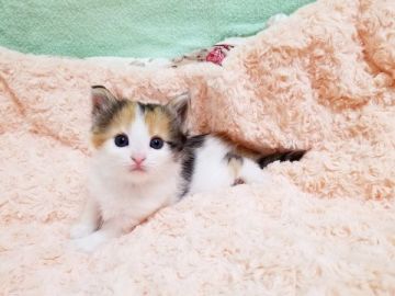 サイベリアン【大阪府・女の子・2020年7月6日・キャリコ】の写真「☆綺麗なキャリコのカラーの女の子☆」