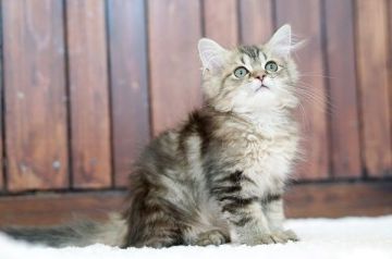 ペルシャ(チンチラ)【大阪府・男の子・2019年3月11日・チンチラゴールデン】の写真「☆甘えん坊で可愛いチンチラゴールデンの男の子☆」