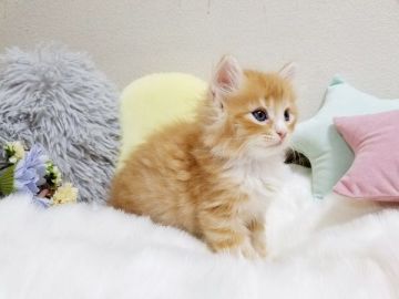 サイベリアン【大阪府・男の子・2020年7月6日・レッドタビーホワイト】の写真「☆ぱっちりおめめの可愛い男の子☆」