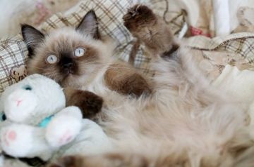 ヒマラヤン【大阪府・女の子・2019年3月9日・シールポイント】の写真「☆綺麗な毛色のもっふもふの可愛い子猫☆」