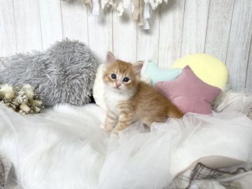 サイベリアン【大阪府・男の子・2021年4月26日・レッドタビーホワイト】の写真「☆おめめがクリクリなイケメン君☆」