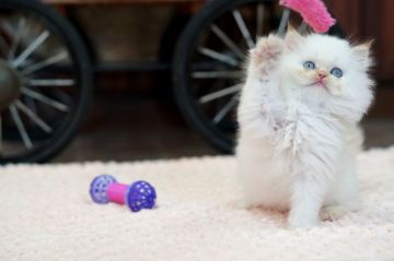 ヒマラヤン【大阪府・女の子・2018年9月7日・クリームポイント】の写真「希少なクリームポイント可愛い女の子」