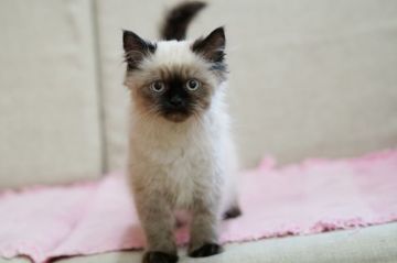 ヒマラヤン【大阪府・男の子・2019年2月4日・シールポイント】の写真「両親共可愛いシールポイントの綺麗な毛色の子猫」