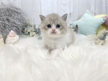 ミヌエット【大阪府・男の子・2021年10月11日・ライラックポイントバイカラー（ロングヘアー）】の写真「☆綺麗なハチワレにたれ目の可愛い男の子☆」